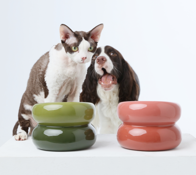 Why Ceramic Dog Bowls Are Becoming the New Favorite for Modern Pet Parents