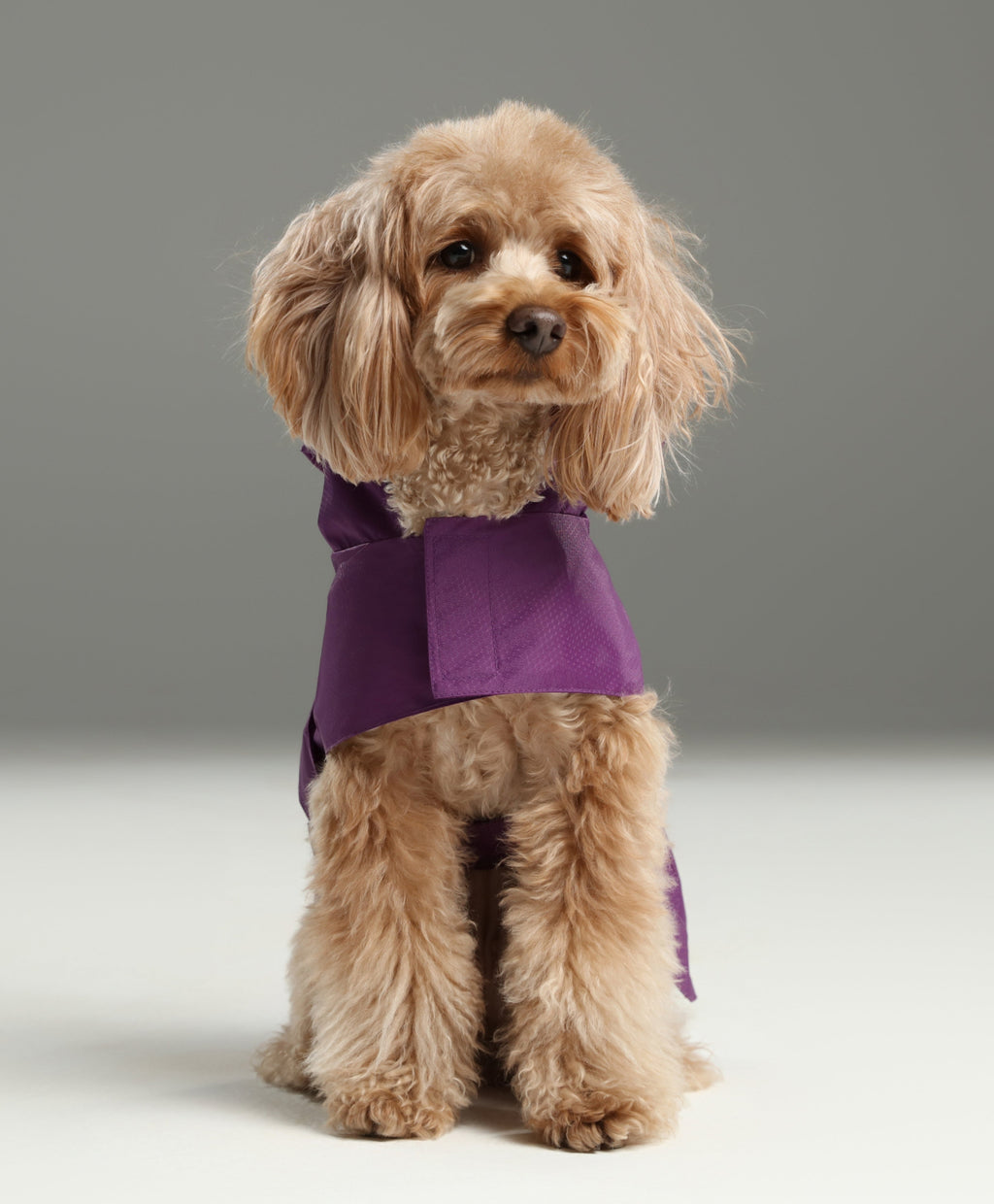 Capsule Raincoat/With Hood - Purple