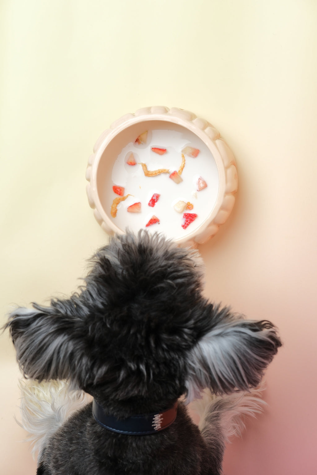 The Paw Paradise Mealtime Set