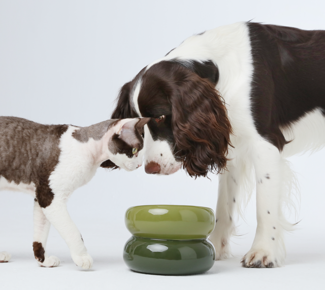 Avocado Green Dog Bowl - Soufflé Pet Bowl | Non-Slip & Dishwasher Safe
