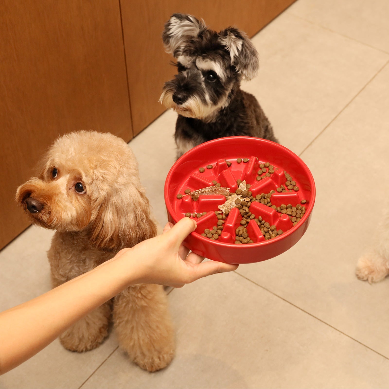 Spark Slow Feeder Dog Bowl - Non-Slip & Dishwasher Safe | Paw Paradise