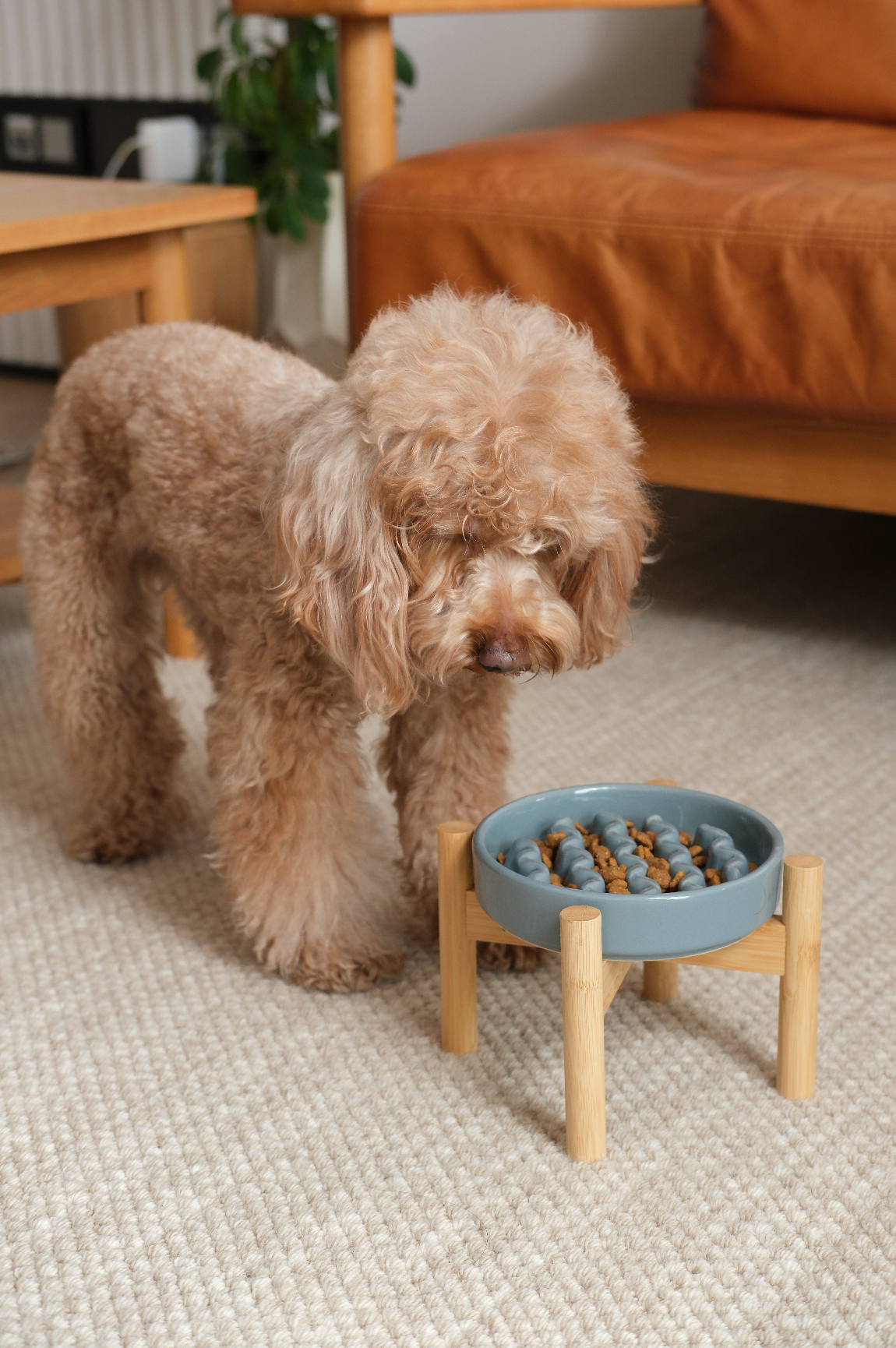 Macaroni Slow Feeder Dog Bowl - Non-Slip & Dishwasher Safe | Paw Paradise